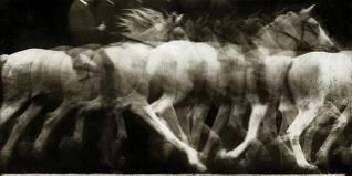  Étienne-Jules Marey, Cheval blanc monté, 1886, locomotion du cheval, expérience 4, Chronophotographie sur plaque fixe, négatif 1886.